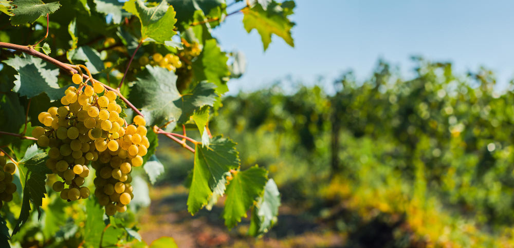 Differenza tra Champagne e Prosecco: tutto quello che c'è da sapere